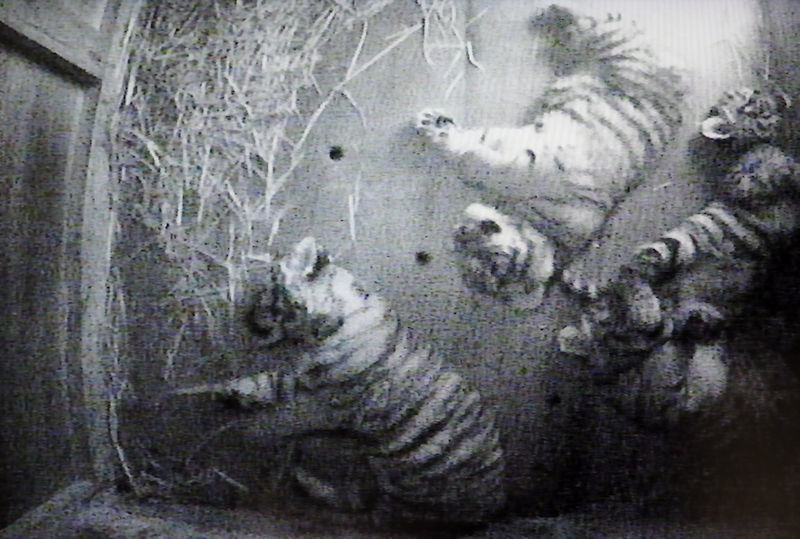 アムールトラの赤ちゃん モニター映像 動物園放浪記 アムールトラの赤ちゃん モニター映像 動物園放浪記