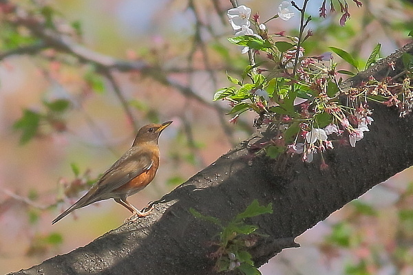 2019年を振り返って…桜とアカハラ_e0413627_17013590.jpg