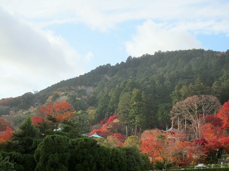 箕面の紅葉_b0177436_15235057.jpg