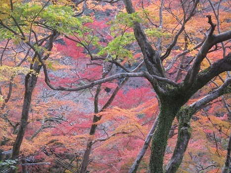 箕面の紅葉_b0177436_15343321.jpg