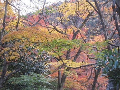 箕面の紅葉_b0177436_15345246.jpg