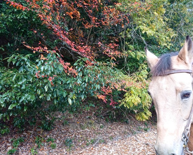 まだまだ紅葉爛漫～_e0145441_21271871.jpg