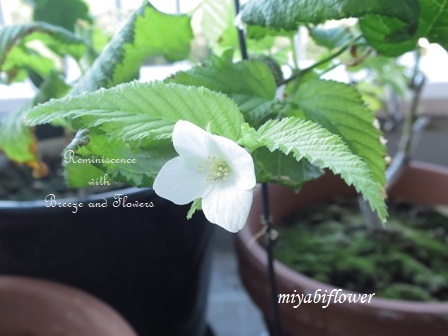 寒くない?季節はずれの白山吹の花_b0255144_21264857.jpg