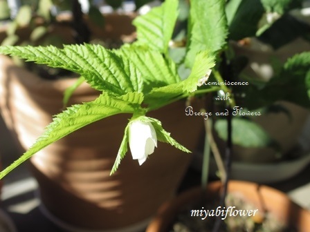 寒くない?季節はずれの白山吹の花_b0255144_21265750.jpg