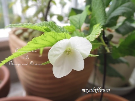寒くない?季節はずれの白山吹の花_b0255144_21270784.jpg