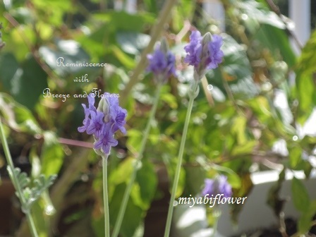 寒くない?季節はずれの白山吹の花_b0255144_21271460.jpg