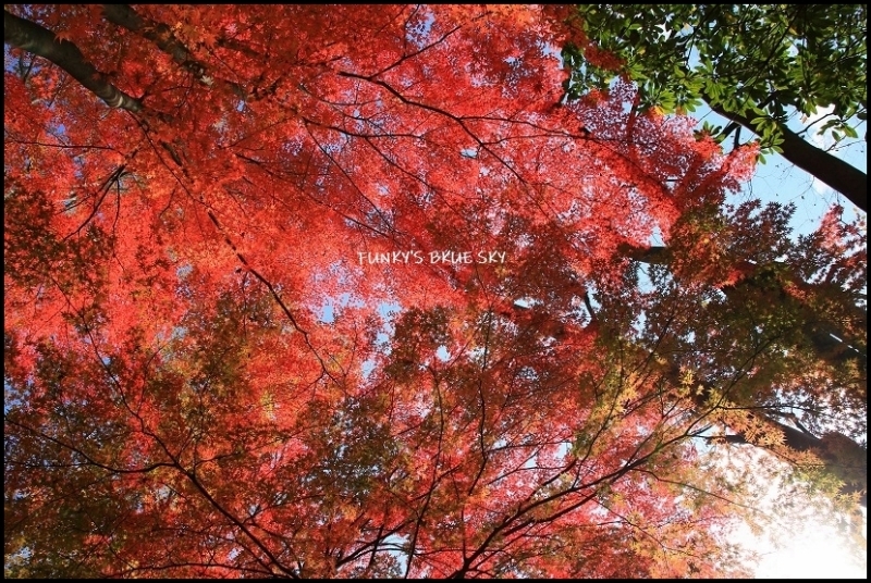 もみじ・Ⅵ_c0145250_08445237.jpg