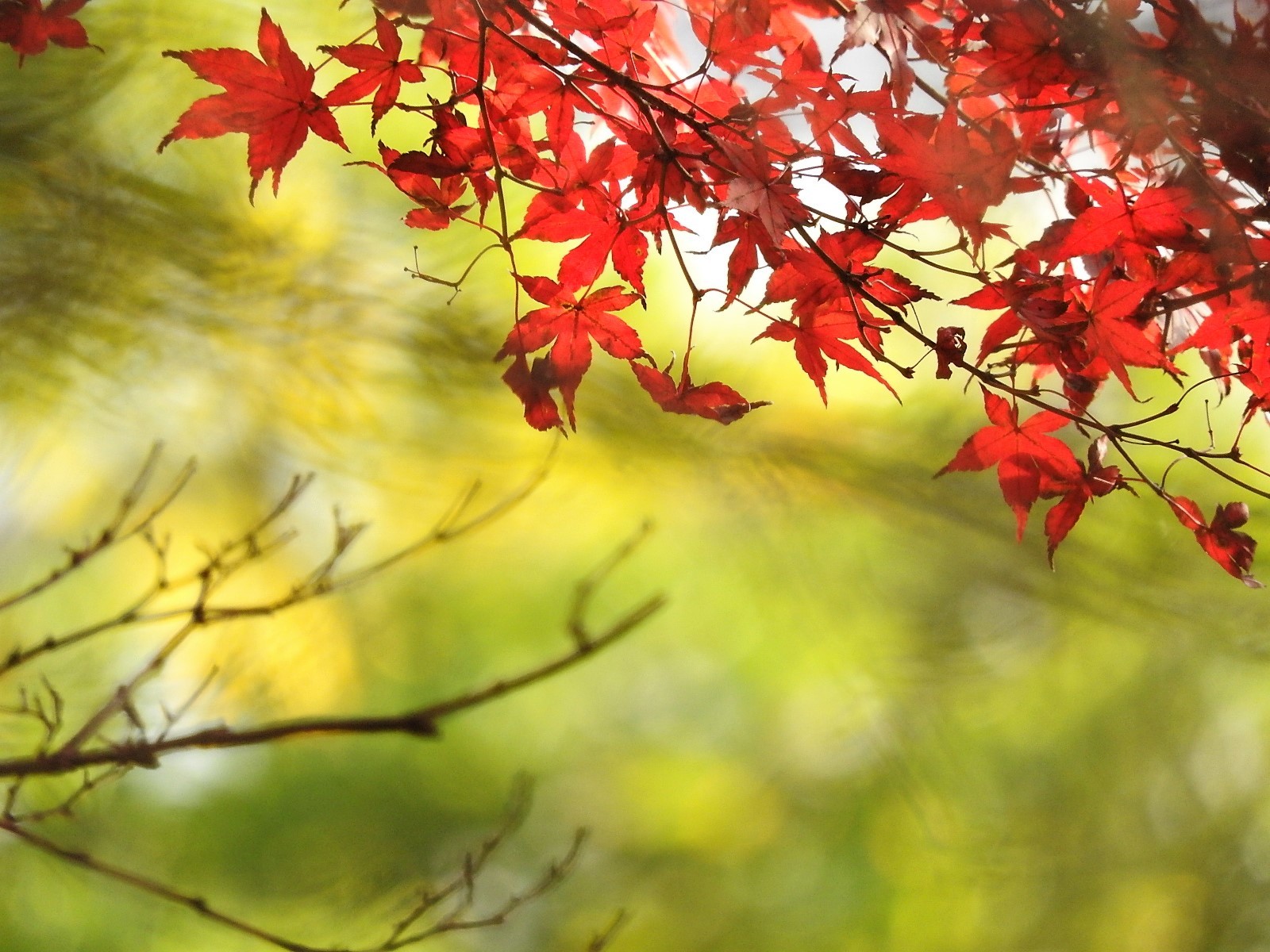 今年一番の　あか（紅）。_e0406450_19175196.jpg