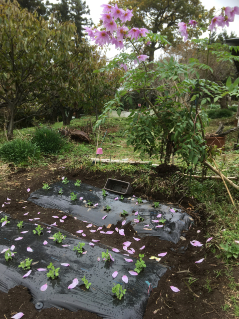 エンドウの芽に皇帝ダリアの花びらが散る＊_e0303355_17023786.jpg