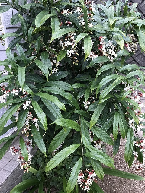 秋模様_b0214473_13410331.jpg