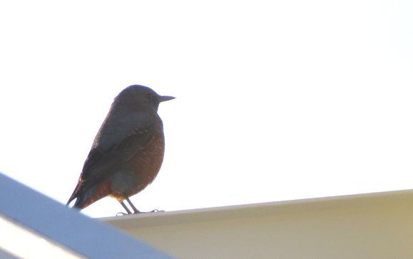 わが家にイソヒヨ!_d0020180_09260685.jpg