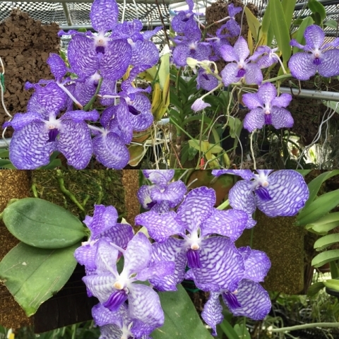 ウイルス汚染？Vanda.coerulea(4N Blue coeruleaxcoerulea)_d0007501_17130548.jpg