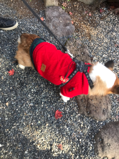修禅寺でお散歩_f0101201_18024992.jpg