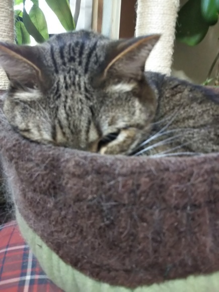 根雪とストーブ、焼きそばに猫_f0316507_09251547.jpg