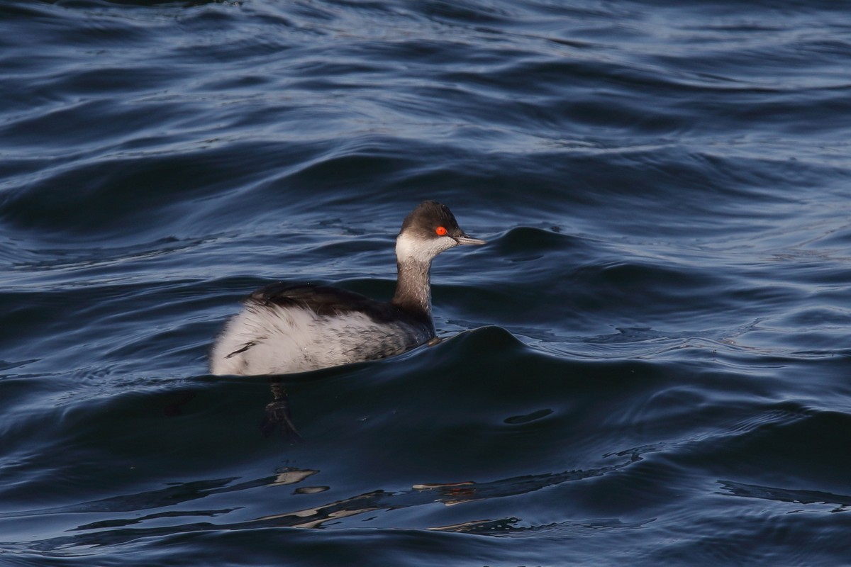 公園（2019年11月30日）_f0235311_19543649.jpg