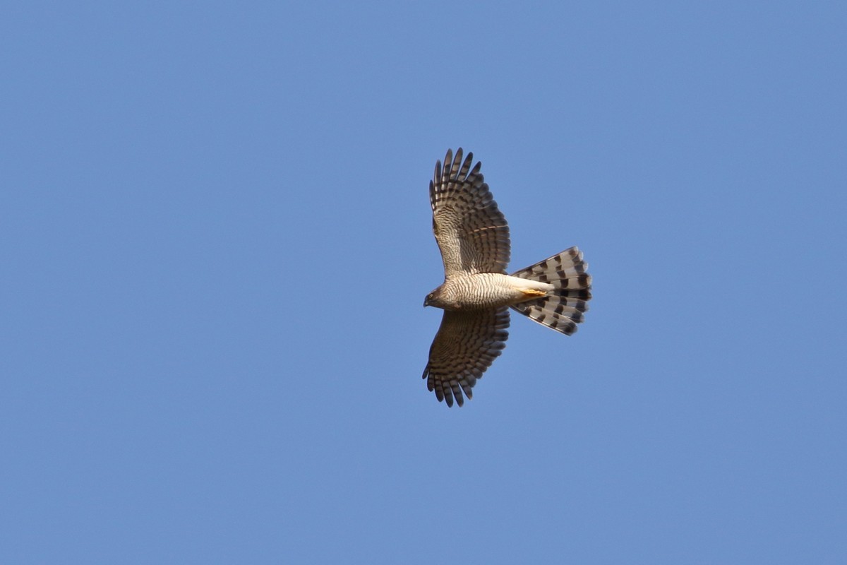 公園(2019年11月30日)_f0235311_20032928.jpg