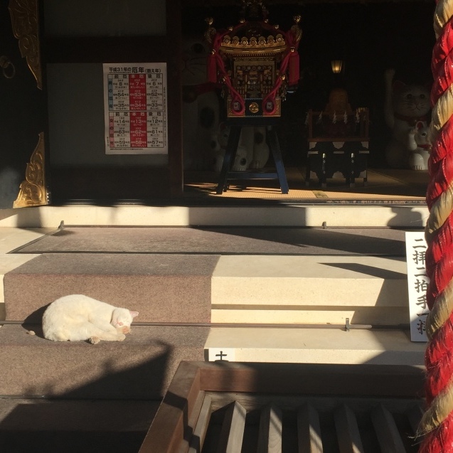 今戸神社の猫様 ティアラの恋を叶えるタロット