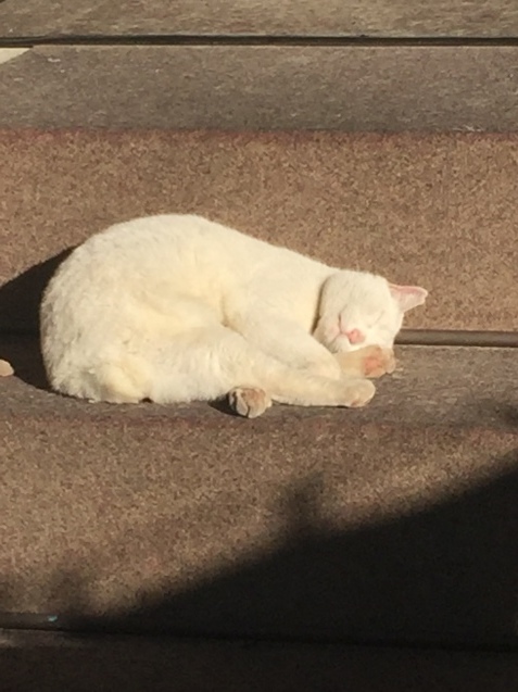 今戸神社の猫様_f0306414_12504217.jpeg