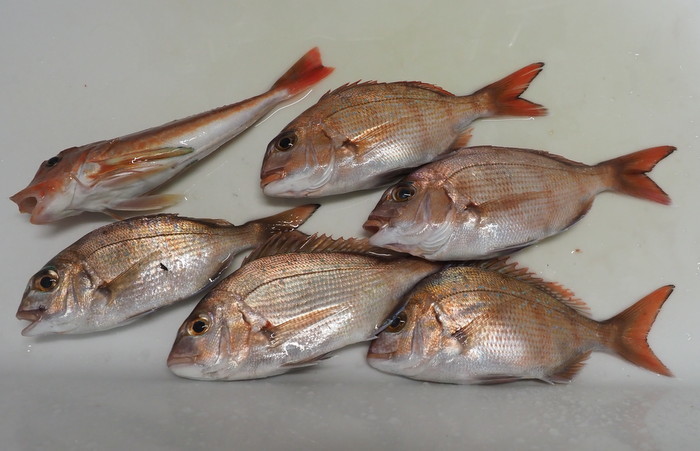 夫の釣果とその後_c0116915_23093185.jpg