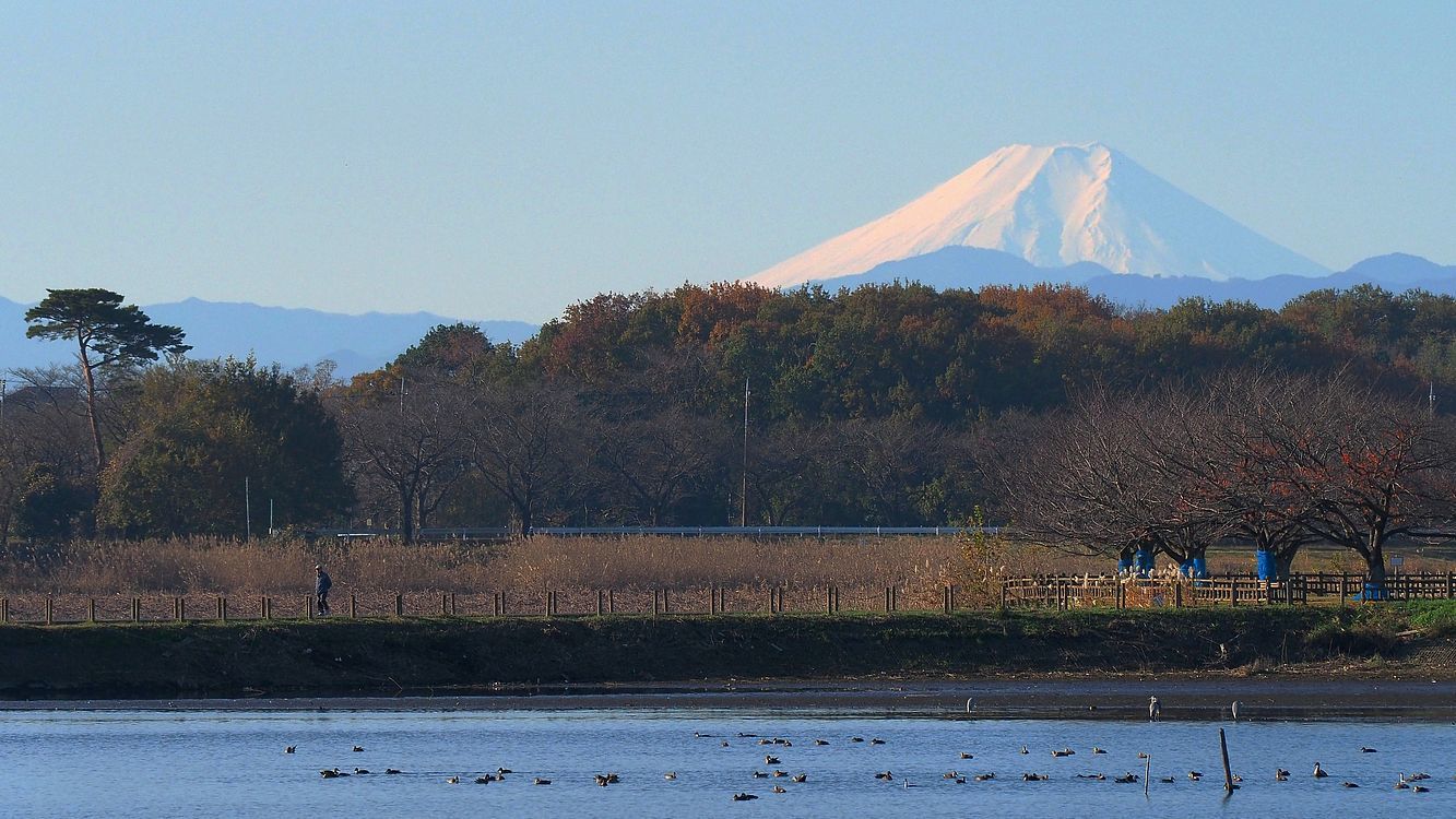 絶景！今日の富士山　2019.11.30多々良沼より_a0031821_14141235.jpg