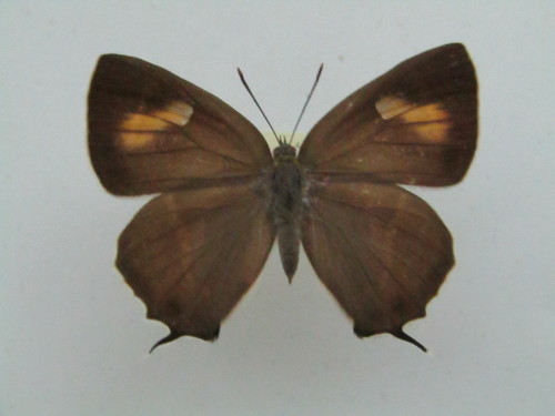 林の中の妖精 ハヤシミドリシジミ♀ スーパーA型 : 私の天狗蝶