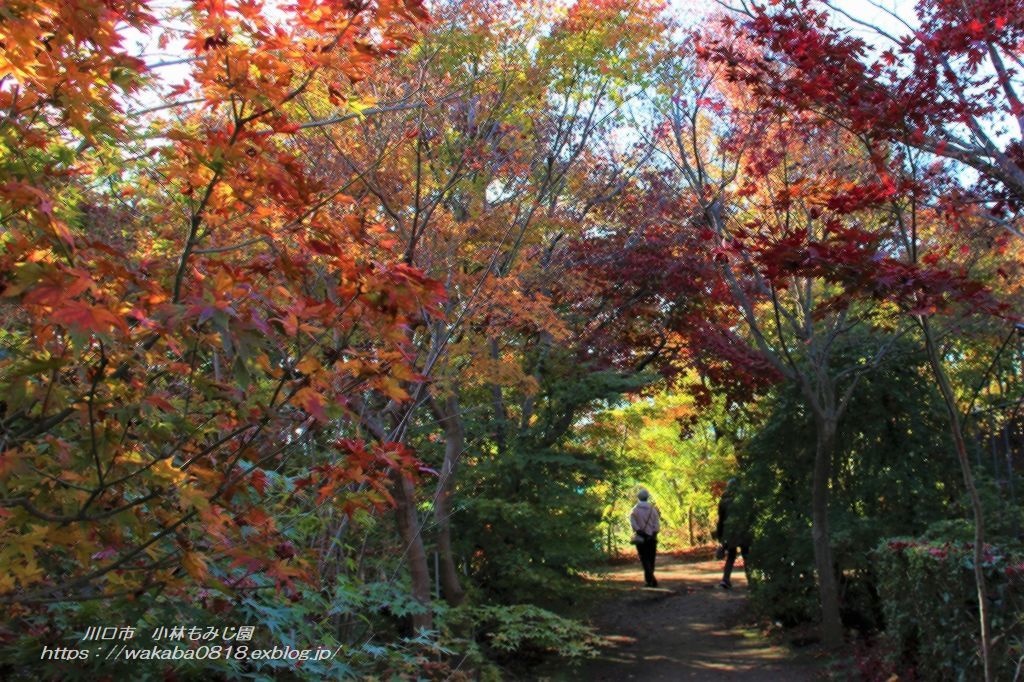 川口市の小林もみじ園の紅葉を楽しんできました 自然のキャンバス