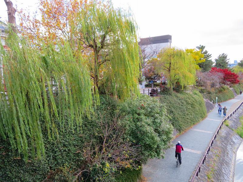 京都散策「南座と鴨川」20191129_e0237645_11151204.jpg