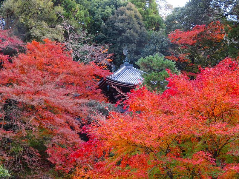 知恩院「境内の紅葉」20191129_e0237645_11194841.jpg