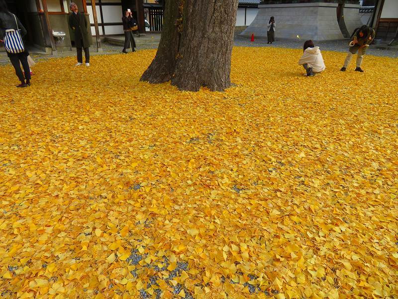 仏光寺「イチョウの紅葉」20191129_e0237645_17473535.jpg