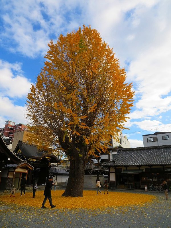 仏光寺「イチョウの紅葉」20191129_e0237645_17473570.jpg