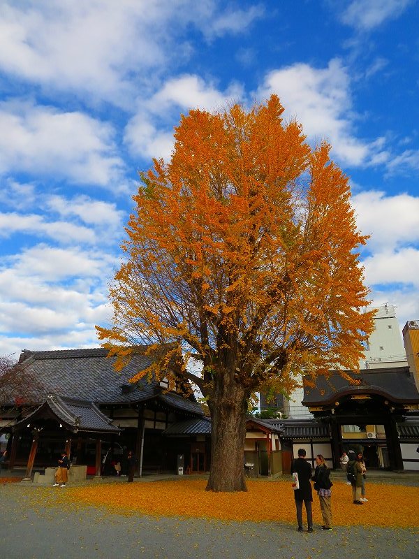 仏光寺「イチョウの紅葉」20191129_e0237645_17473576.jpg