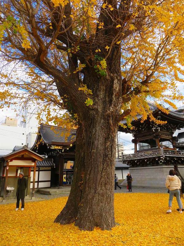 仏光寺「イチョウの紅葉」20191129_e0237645_17473584.jpg