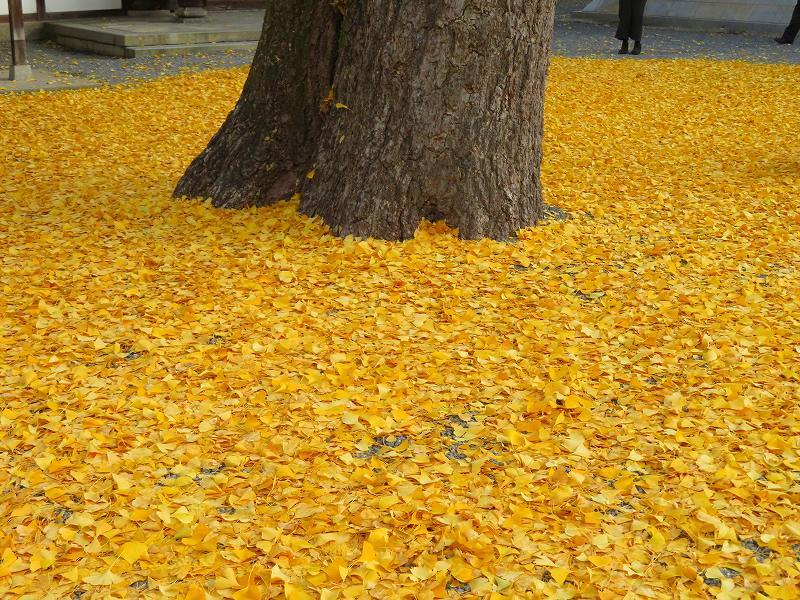 仏光寺「イチョウの紅葉」20191129_e0237645_17473632.jpg