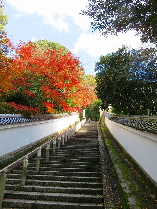 圓光大師(法然)本廟(知恩院)20191129_e0237645_17553134.jpg