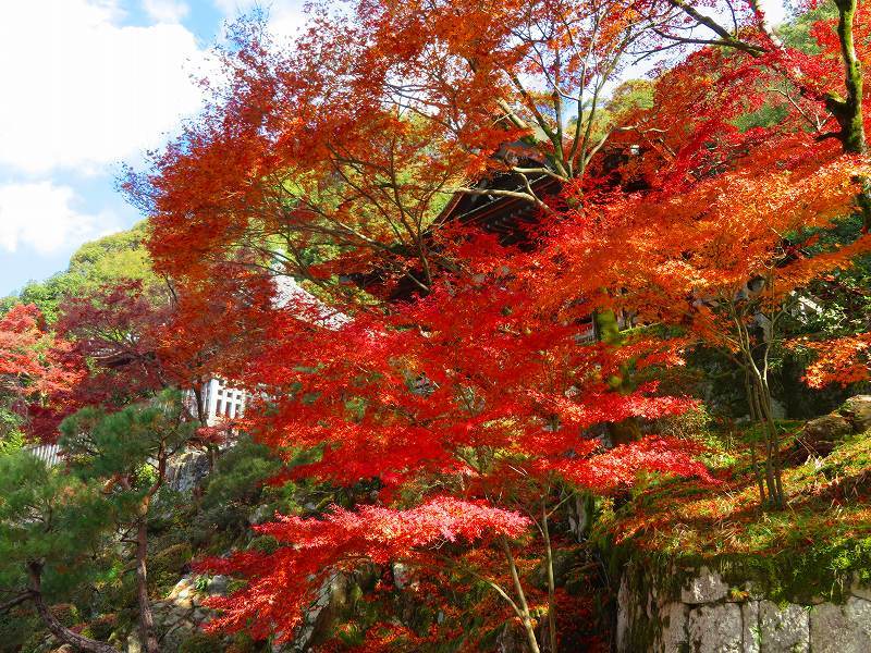 圓光大師(法然)本廟(知恩院)20191129_e0237645_17581632.jpg