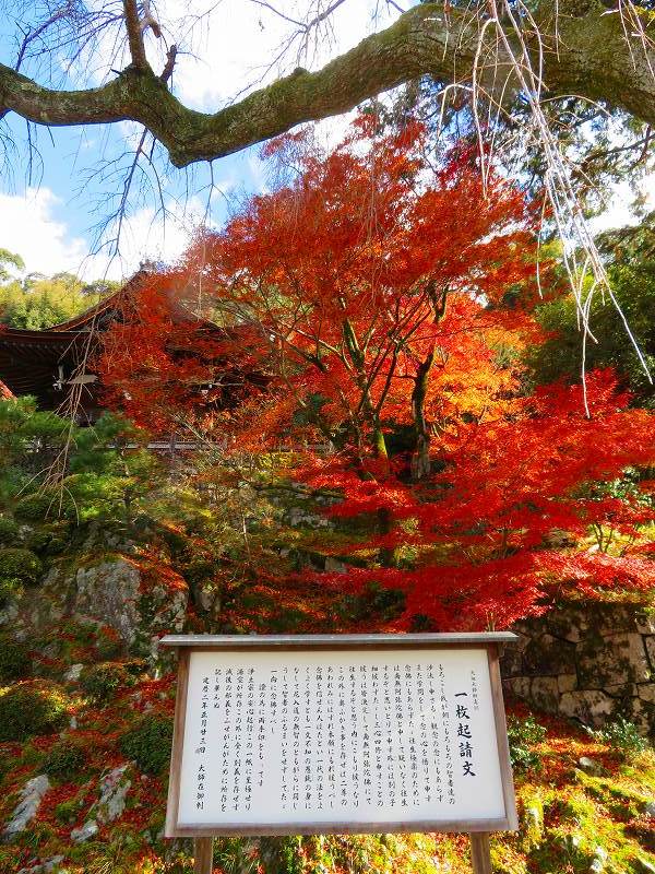 圓光大師(法然)本廟(知恩院)20191129_e0237645_17581673.jpg