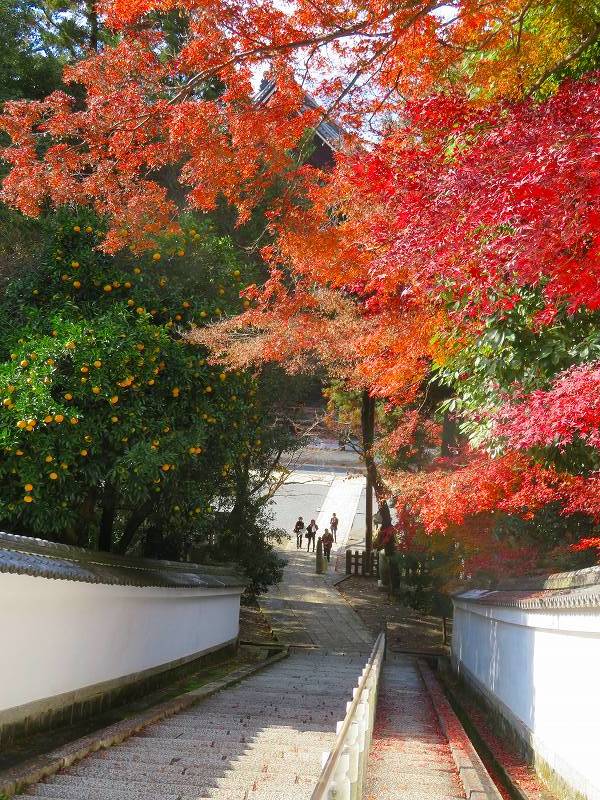 圓光大師（法然）本廟（知恩院）20191129 : ヒストリカル