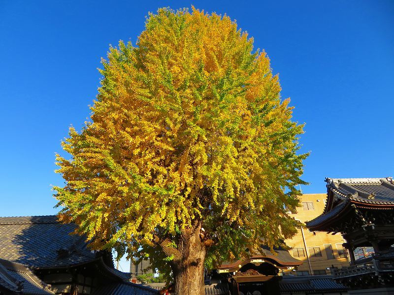 仏光寺「イチョウの紅葉」20191129_e0237645_23375043.jpg