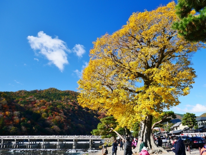 　　嵯峨・嵐山めぐり　１　　２０２３-１１-１９　００：００_b0093754_23411565.jpg