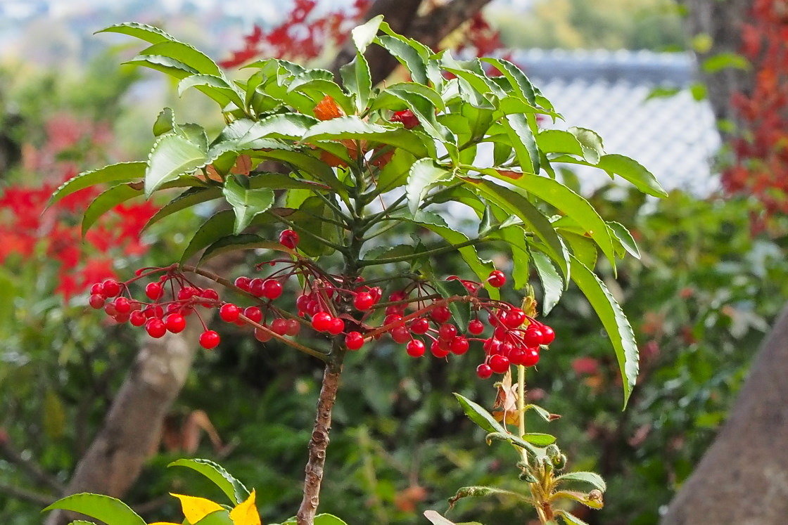 嵯峨野に紅葉を求めて_d0090161_11174465.jpg