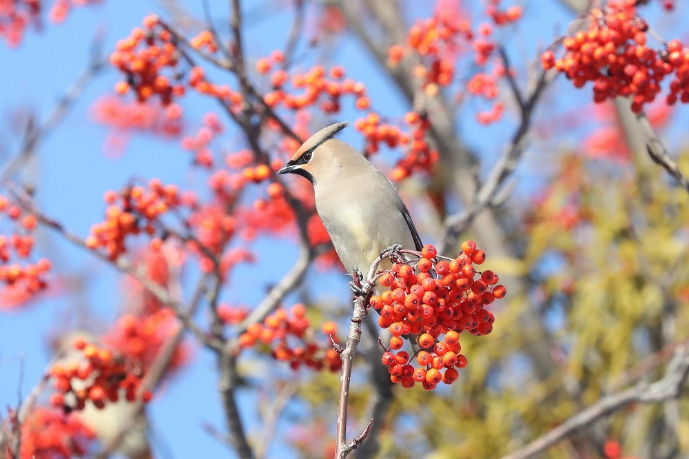 １１月も終わります_f0347565_18180167.jpg