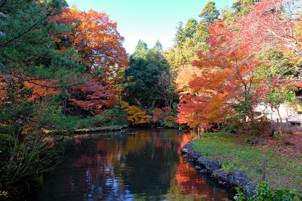 紅葉 黄葉 赤坂山公園 くろちゃんの写真 紅葉 黄葉 赤坂山公園 くろちゃんの写真