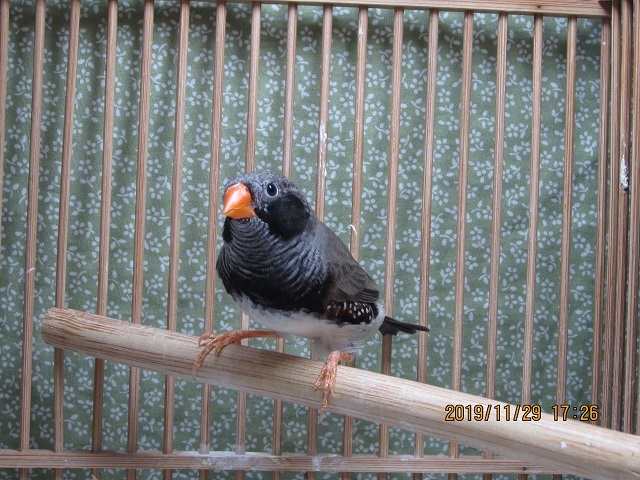 小鳥出品 鳥ネットオークション 出品中☆＝＝ : ∞ 空飛ぶ小鳥たち