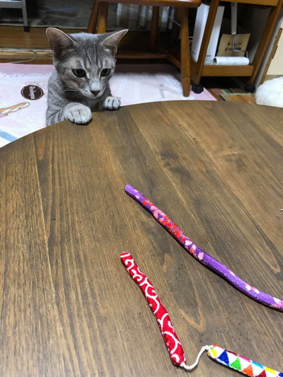 初!猫のおもちゃ★ちりめんじゃらし★完成しました!_d0156981_15375287.jpg
