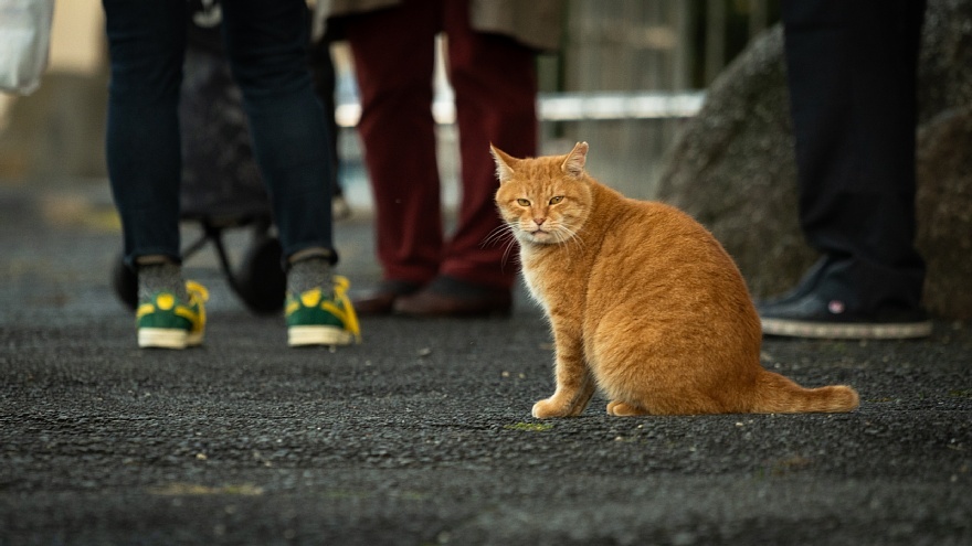 黄昏時の外猫たち_d0353489_13142252.jpg