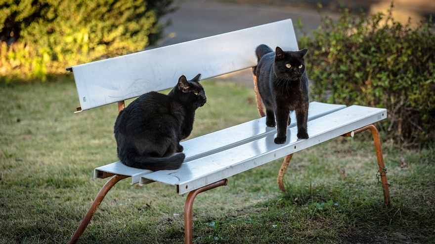 黄昏時の外猫たち_d0353489_13143889.jpg