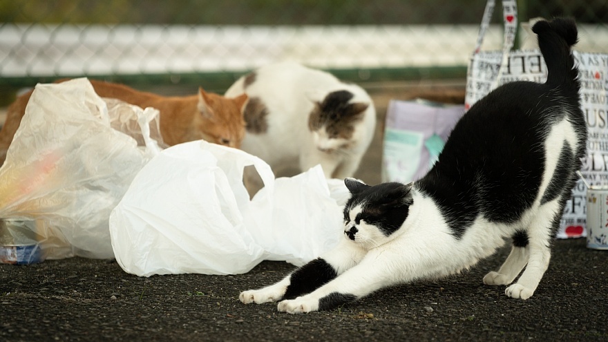 黄昏時の外猫たち_d0353489_13145119.jpg