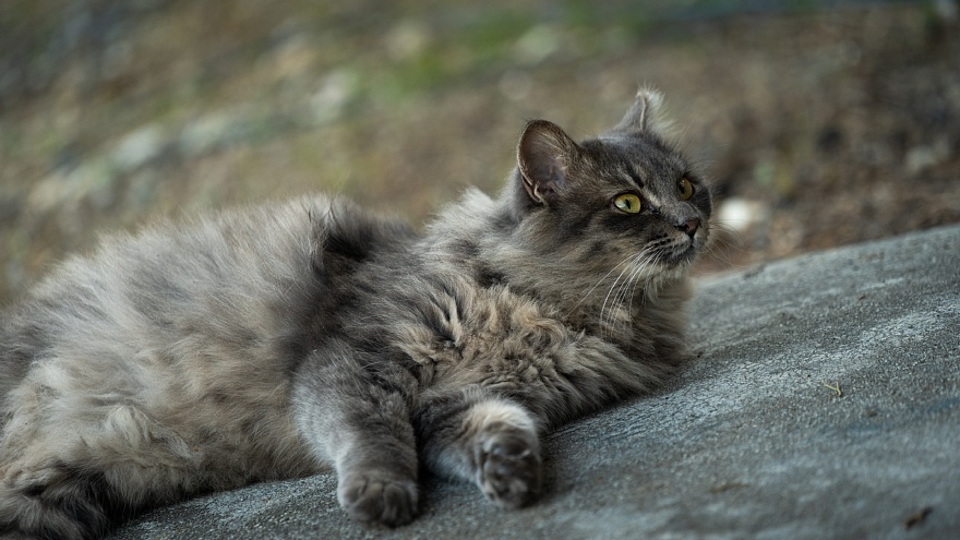 黄昏時の外猫たち_d0353489_13151109.jpg