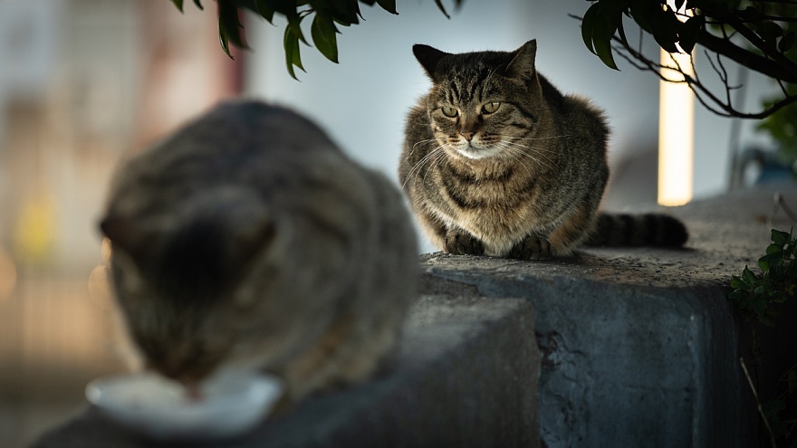黄昏時の外猫たち_d0353489_13172035.jpg