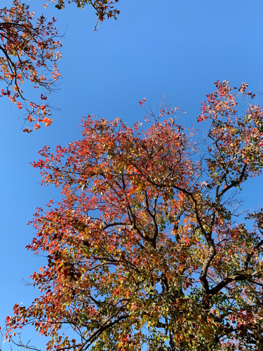 紅葉しました。_b0105897_02211381.jpg